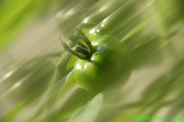 Tomaten 3